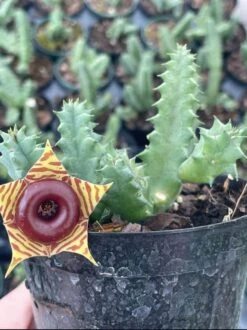 Huernia Confusa Phillips, Zebrina, Huernia Starfish Plant, Starfish Cactus, Lifesaver Flower, Beautiful Well Rooted Starter 4 Inch Pot -Cheap Plantly Store huern2