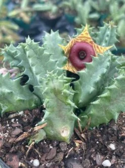 Huernia Confusa Phillips, Zebrina, Huernia Starfish Plant, Starfish Cactus, Lifesaver Flower, Beautiful Well Rooted Starter 4 Inch Pot -Cheap Plantly Store huern3