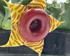 Huernia Confusa Phillips, Zebrina, Huernia Starfish Plant, Starfish Cactus, Lifesaver Flower, Beautiful Well Rooted Starter 4 Inch Pot -Cheap Plantly Store huern4