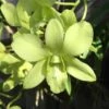 Dendrobium Aridang Green 4" Pot Blooming Size 2 Dendrobium Aridang Green 4" Pot Blooming Size -Cheap Plantly Store hyb 000020180 100155723