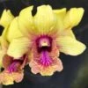 Dendrobium Thongchai Gold X Burana Jada 4" Pot -Cheap Plantly Store hyb 000024315 100063146