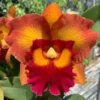 Cattleya Orchid Rlc Nakornchaisri Delight 2" Pot -Cheap Plantly Store hyb 000373336 100921321