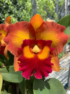 Cattleya Orchid Rlc Nakornchaisri Delight 2" Pot