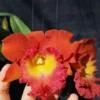 Cattleya Orchid Rlc Star Of Siam Fragrant Cattleyas Comes In 2" P -Cheap Plantly Store hyb 000376926 101000805