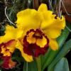 Cattleya Orchid Rlc. Lai Ching-Te Yellow Red 2" Pot -Cheap Plantly Store hyb 000389756 100132551
