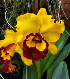 Cattleya Orchid Rlc. Lai Ching-Te Yellow Red 2" Pot