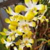 Dendrobium Banana Royal X Anching Lubag 4" Pot -Cheap Plantly Store hyb 000389837 100038415