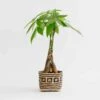 6" Braided Money Tree Plant + Planter Basket