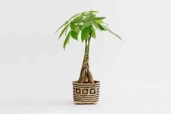 6" Braided Money Tree Plant + Planter Basket