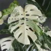 Monstera Albo Borsigiana "White Tiger" Lineage | WHOLESALE PRICING | 12 Single Node Cuttings 1 Monstera Albo Borsigiana "White Tiger" Lineage | WHOLESALE PRICING | 12 Single Node Cuttings -Cheap Plantly Store i img1200x1200 1606203719cgrpgh251155 2