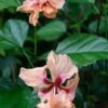 El Capitolio Peach Tropical Hibiscus In 4" Pot 2 El Capitolio Peach Tropical Hibiscus In 4" Pot -Cheap Plantly Store il 1140xN.2165626749 4zi8