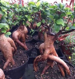 Succulent Plant Mature Ficus Ginseng. -Cheap Plantly Store il 1140xN.2249366414 ndkf