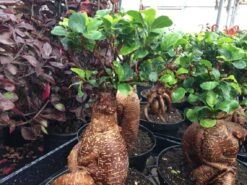Succulent Plant Mature Ficus Ginseng. -Cheap Plantly Store il 1140xN.2296967373 hmqe