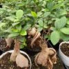 Succulent Plant Mature Ficus Ginseng. -Cheap Plantly Store il 1140xN.3143027184 mkm5