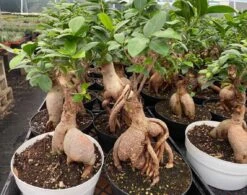 Succulent Plant Mature Ficus Ginseng. -Cheap Plantly Store il 1140xN.3190744821 roqm