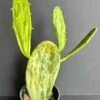 Cactus Succulent- Opuntia Cochenillifera Sunburst -variegated