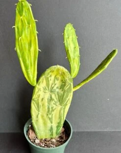 Cactus Succulent- Opuntia Cochenillifera Sunburst -variegated