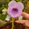 Gloxinia Perrenis -Cheap Plantly Store il 1140xN.5018515375 skvr