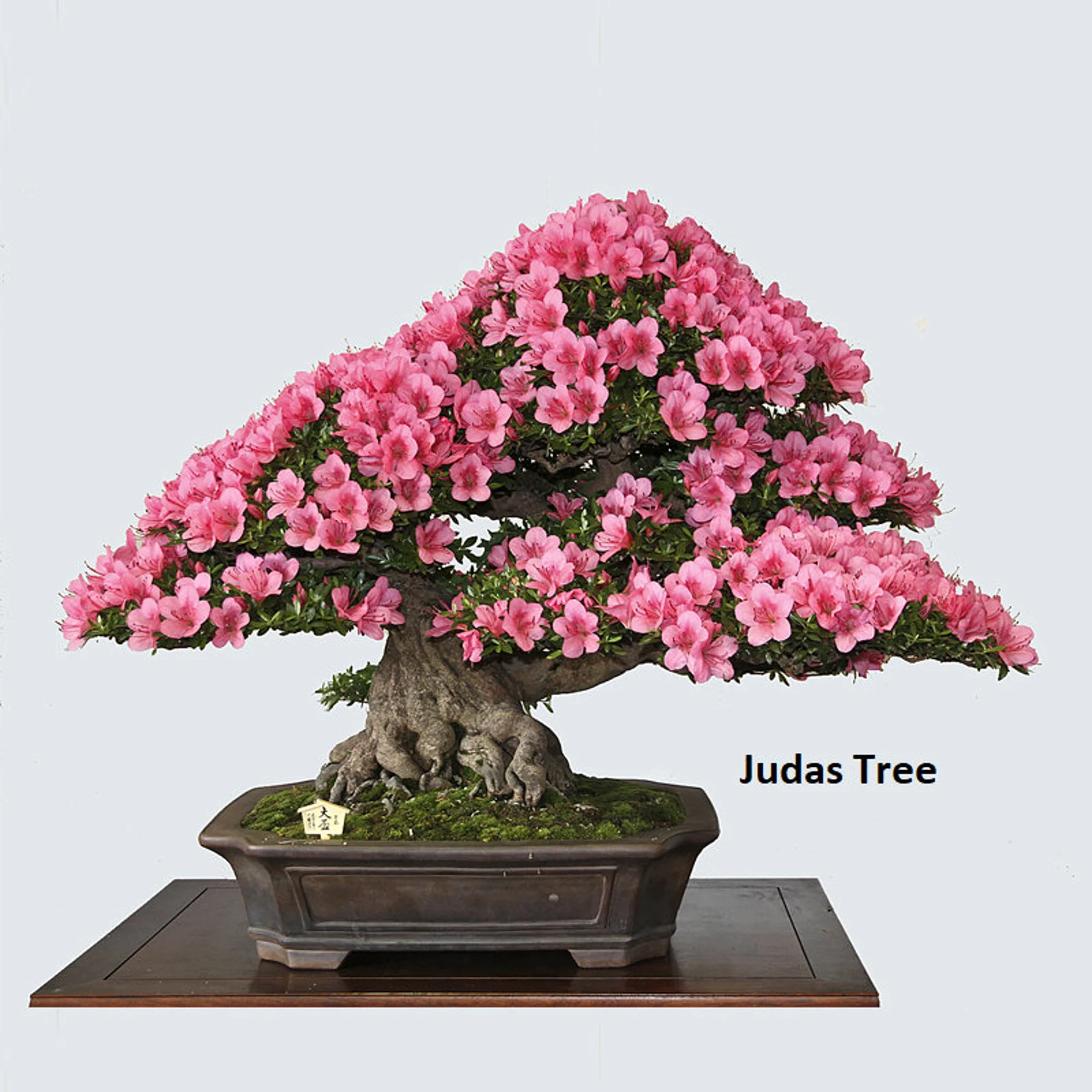 Bonsai Seed Bundle #2 - 3 Types - Desert Rose, Japanese Cherry Blossom, Chinese Wisteria 5 Bonsai Seed Bundle #2 - 3 Types - Desert Rose, Japanese Cherry Blossom, Chinese Wisteria - Image 3