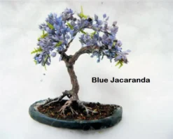 Bonsai Seed Bundle #2 - 3 Types - Desert Rose, Japanese Cherry Blossom, Chinese Wisteria 10 Bonsai Seed Bundle #2 - 3 Types - Desert Rose, Japanese Cherry Blossom, Chinese Wisteria -Cheap Plantly Store il 1588xN.2186251701 i3u6.jpg