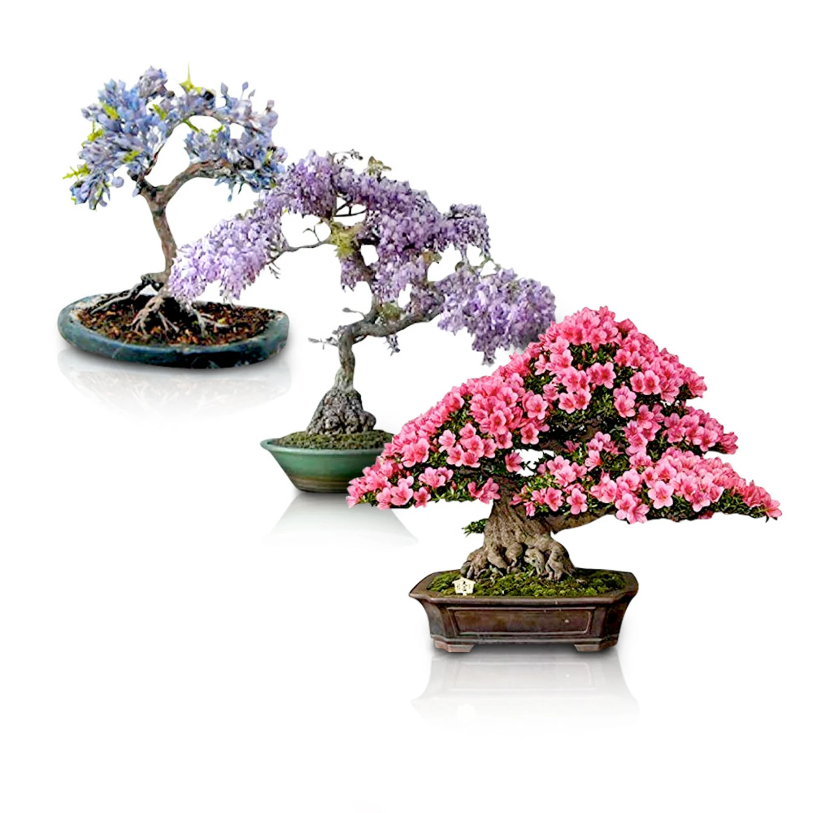 Bonsai Seed Bundle #2 - 3 Types - Desert Rose, Japanese Cherry Blossom, Chinese Wisteria 3 Bonsai Seed Bundle #2 - 3 Types - Desert Rose, Japanese Cherry Blossom, Chinese Wisteria