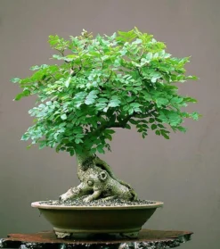Bonsai Seed Bundle #3 - Japanese Red Maple, Black Cherry, Tree Of Life Seeds Bundle -Cheap Plantly Store il 1588xN.2655227584 pa2f.jpg