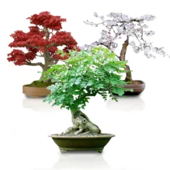 Bonsai Seed Bundle #3 - Japanese Red Maple, Black Cherry, Tree Of Life Seeds Bundle