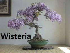Bonsai Seed Bundle #2 - 3 Types - Desert Rose, Japanese Cherry Blossom, Chinese Wisteria 12 Bonsai Seed Bundle #2 - 3 Types - Desert Rose, Japanese Cherry Blossom, Chinese Wisteria -Cheap Plantly Store il 1588xN.2796422339 lvw1.jpg 1
