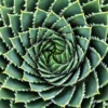 Spiral Aloe Seeds For Planting - 50 Aloe Seeds - Ships From Iowa, USA - Grow Exotic Cacti Succulents