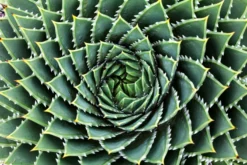 Spiral Aloe Seeds For Planting - 50 Aloe Seeds - Ships From Iowa, USA - Grow Exotic Cacti Succulents