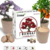 Bonsai Tree Kit – Grow 5 Species Of Bonsai Tree W/ Our All-in-One Plant Kit: Bonsai Pots & Soil | Great Gardening Gifts For Women And Men 1 Bonsai Tree Kit – Grow 5 Species Of Bonsai Tree W/ Our All-in-One Plant Kit: Bonsai Pots & Soil | Great Gardening Gifts For Women And Men -Cheap Plantly Store il 1588xN.3870630751 dm50.jpg