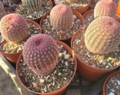 Rainbow Cactus | Echinocereus Pectinatus -Cheap Plantly Store il 340x270.4332330664 oyhv