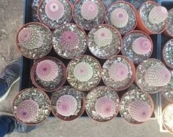 Rainbow Cactus | Echinocereus Pectinatus -Cheap Plantly Store il 340x270.4379706463 iwlo