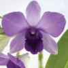 Dendrobium Aridang Blue Comes In 4" Pot 2 Dendrobium Aridang Blue Comes In 4" Pot -Cheap Plantly Store il 570xN.3893679927 n7k6