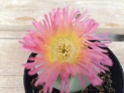 Succulent Plant Small Argyroderma -Cheap Plantly Store il 794xN.1111857897 9xr7 1