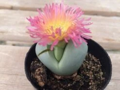 Succulent Plant Small Argyroderma -Cheap Plantly Store il 794xN.1111857925 fqkt