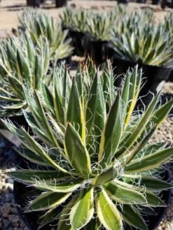 Mature Succulent Plant Agave Queen Of White Thread-Leaf. Schidigera 'Shira Ito No Ohi'. -Cheap Plantly Store il 794xN.2039922368 g9xz