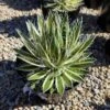 Mature Succulent Plant Agave Queen Of White Thread-Leaf. Schidigera 'Shira Ito No Ohi'. -Cheap Plantly Store il 794xN.2039922690 c2wi