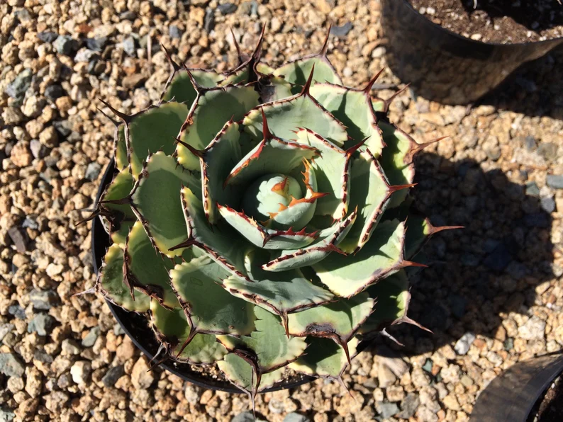 Mature Agave Lucky Crown Century Plant. 4 Mature Agave Lucky Crown Century Plant. - Image 2