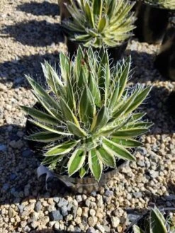 Mature Succulent Plant Agave Queen Of White Thread-Leaf. Schidigera 'Shira Ito No Ohi'. -Cheap Plantly Store il 794xN.2087528553 ohn6