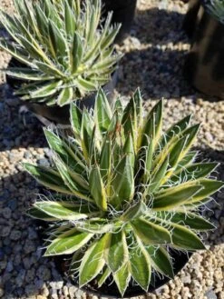 Mature Succulent Plant Agave Queen Of White Thread-Leaf. Schidigera 'Shira Ito No Ohi'. -Cheap Plantly Store il 794xN.2087528779 9efx