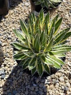 Mature Succulent Plant Agave Queen Of White Thread-Leaf. Schidigera 'Shira Ito No Ohi'. -Cheap Plantly Store il 794xN.2087529107 k7h0