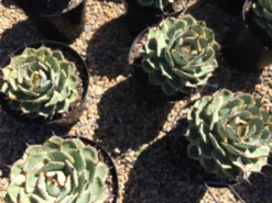 Mature Agave Lucky Crown Century Plant. 11 Mature Agave Lucky Crown Century Plant. -Cheap Plantly Store il 794xN.2101048589 b5wi