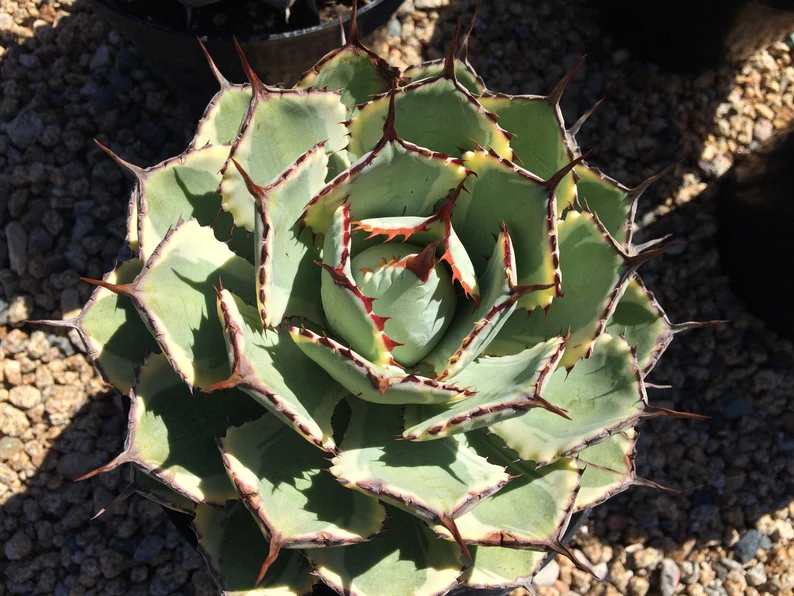 Mature Agave Lucky Crown Century Plant. 6 Mature Agave Lucky Crown Century Plant. - Image 4