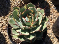 Mature Agave Lucky Crown Century Plant. 13 Mature Agave Lucky Crown Century Plant. -Cheap Plantly Store il 794xN.2101048643 bery