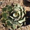 Mature Agave Lucky Crown Century Plant. -Cheap Plantly Store il 794xN.2101048669 nmnn