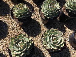 Mature Agave Lucky Crown Century Plant. 15 Mature Agave Lucky Crown Century Plant. -Cheap Plantly Store il 794xN.2101048695 a9ty