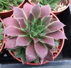 Succulent Plant Medium Jovibarba Heuffelli Hybrid