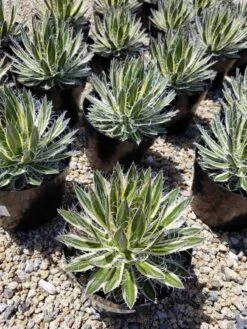 Mature Succulent Plant Agave Queen Of White Thread-Leaf. Schidigera 'Shira Ito No Ohi'. -Cheap Plantly Store il 794xN.2285539302 kf3c