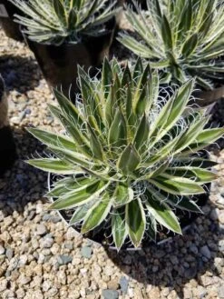 Mature Succulent Plant Agave Queen Of White Thread-Leaf. Schidigera 'Shira Ito No Ohi'. -Cheap Plantly Store il 794xN.2333149395 gdyv